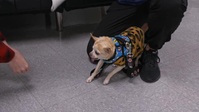 Pets And Pickers S01E07 XviD-AFG EZTV