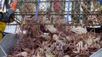 Deadliest Catch S20E04 XviD-AFG EZTV Deadliest Catch S20E04 XviD-AFG EZTV