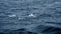 Deadliest Catch S18E22 XviD-AFG EZTV