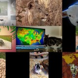 Howie Mandels Animals Doing Things S02E04 WEB x264-TBS Howie Mandels Animals Doing Things S02E04 WEB x264-TBS