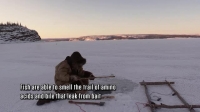Alone S07E11 XviD-AFG EZTV Alone S07E11 XviD-AFG EZTV