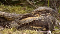 Springwatch S18E10 XviD-AFG EZTV