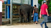 Elephant Hospital S02E03 XviD-AFG EZTV Elephant Hospital S02E03 XviD-AFG EZTV