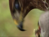 Springwatch S17E01 480p x264-mSD EZTV Springwatch S17E01 480p x264-mSD EZTV